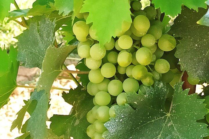 PRIVATE EXCURSION: Florence & Chianti with Wine Tasting Experience from Livorno