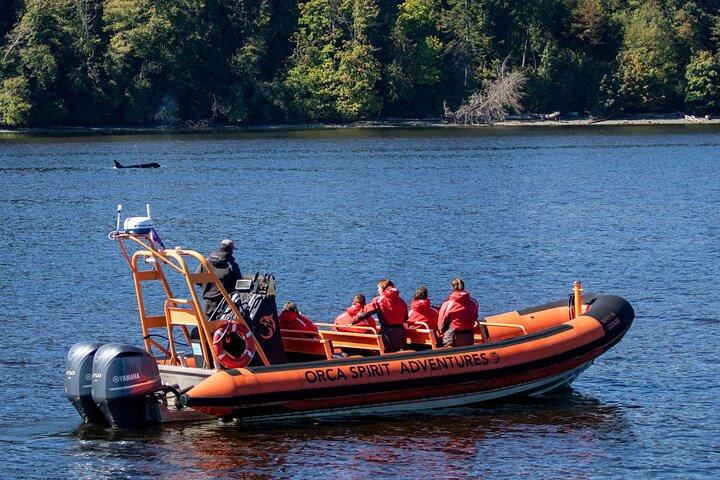 Winter Victoria Whale and Wildlife Zodiac Tour