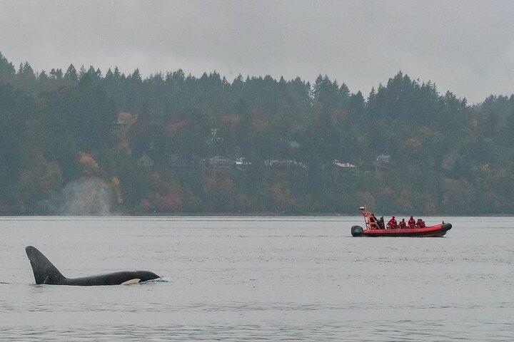 Winter Victoria Whale and Wildlife Zodiac Tour