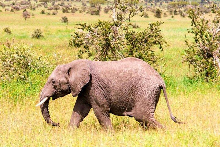 2-Day Safari to Tarangire National Park and Ngorongoro Crater