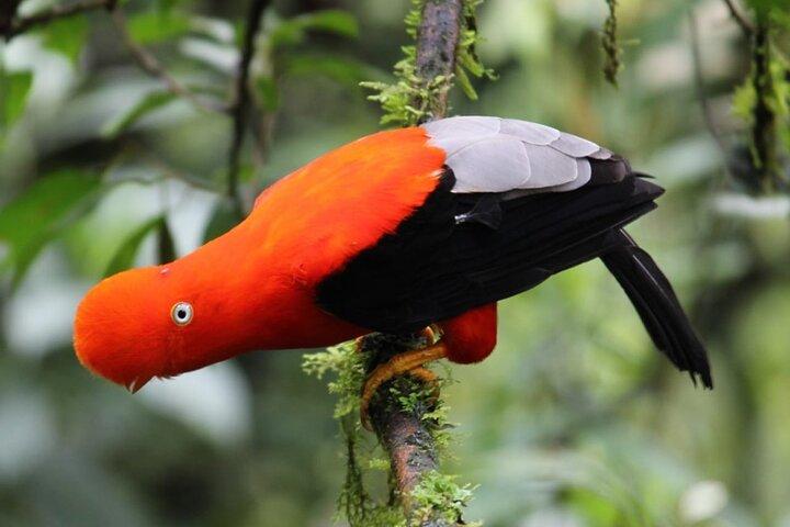 Manu National Park 4-Day Eco Tour from Cusco