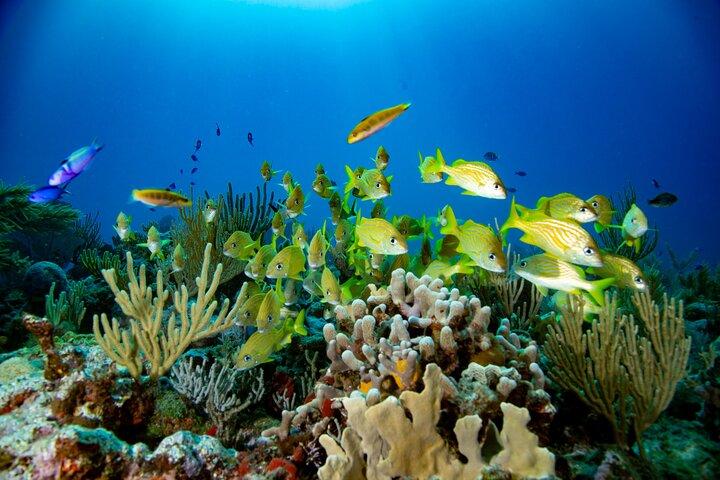 Discovery Scuba Diving !!