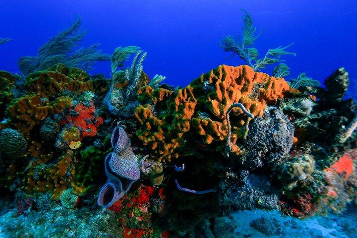 Discovery Scuba Diving !!