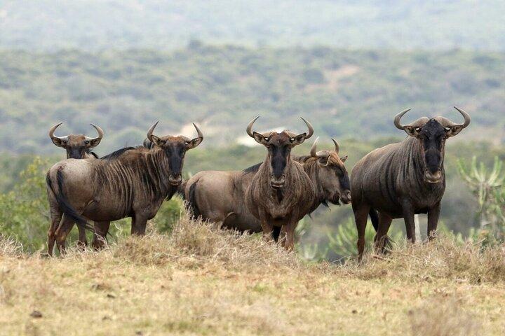 6-Day Unforgettable Tour in Tanzania