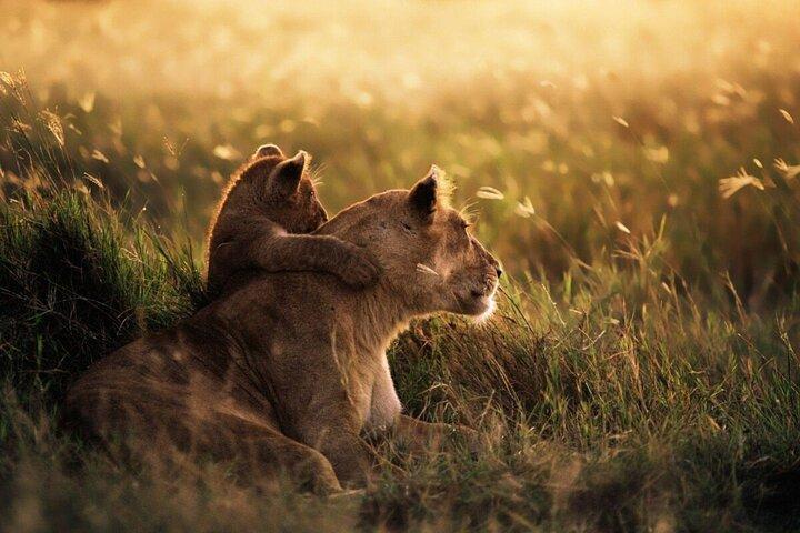 4-Day Budget Tarangire, Serengeti, Ngorongoro Safari Guided Tour