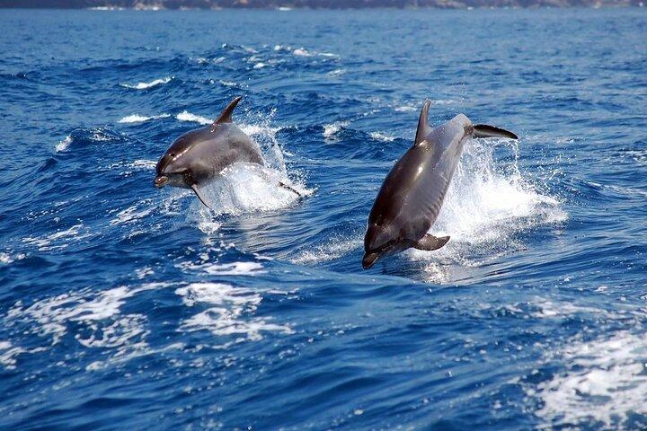 Khasab Dhow Cruise With Dolphin Watching, Swimming & snorkeling