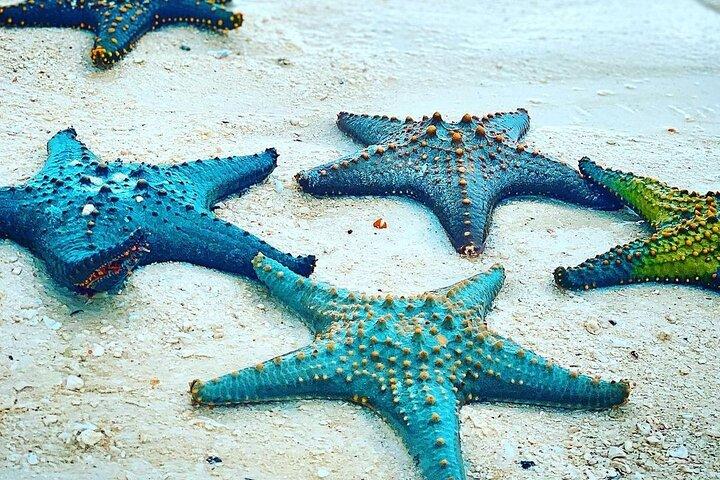 Starfish Beach; The Rock; Paje Beach; Jozani Forest; Salaam Cave