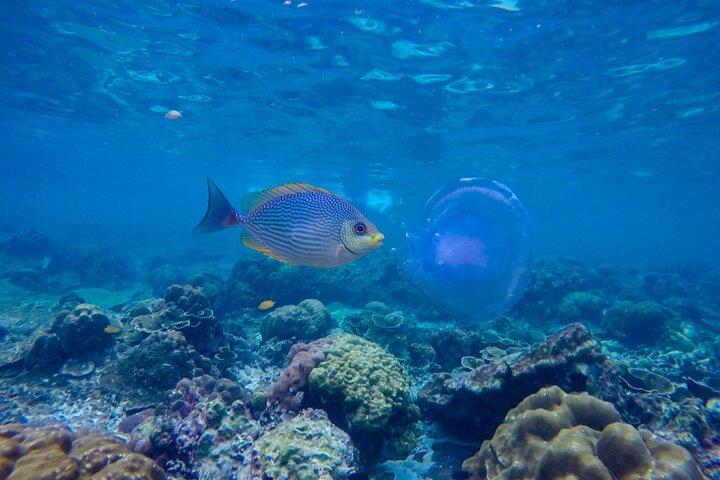 Phi Phi & Bamboo Islands w/ Lunch by Speedboat or Speed Catamaran