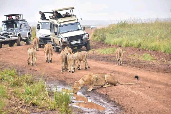 Half Day Nairobi National Park Guided Game Drive with Options