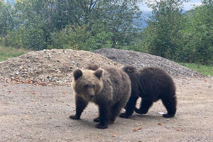 Bear Sanctuary & Rasnov Fortress - Private day tour from Bucharest