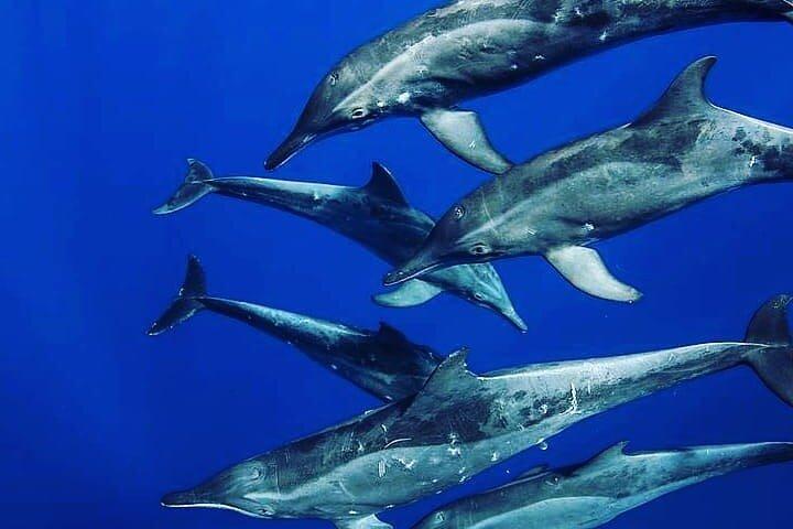 Dolphin Tour, Monkey Tour, Secret Garden, Stone Town, Salaam Cave