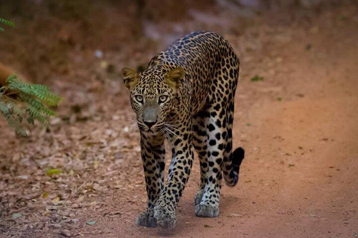 Leopard Safari In Yala National Park From Galle