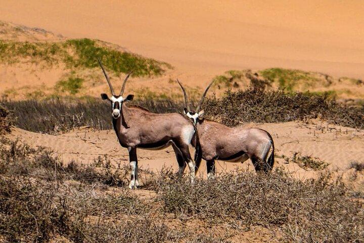 2 Day Scenic Sossusvlei Adventure Tour in Namibia