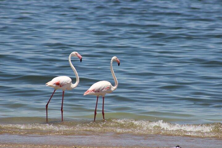 Sandwich Harbour Half Day Scenic Excursion
