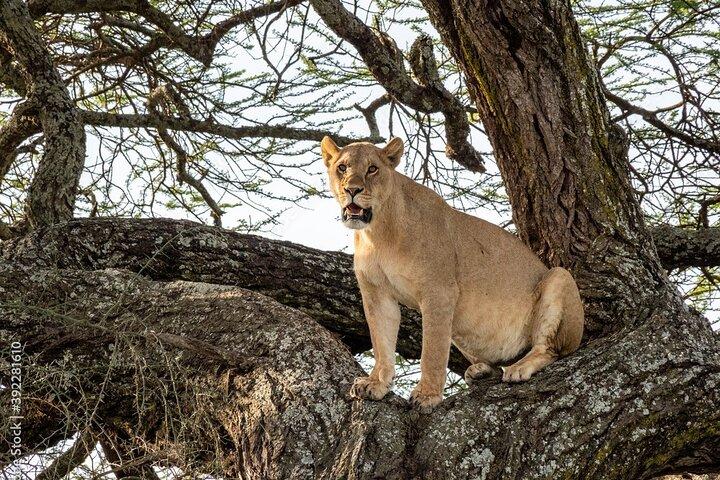 4-Day Serengeti Safari Expedition