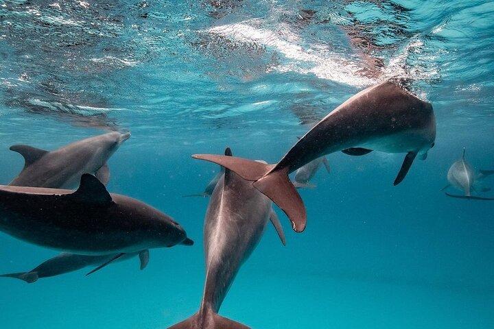 Dolphin Tour, Jozani Forest, Prison Island, Salaam Cave Tour