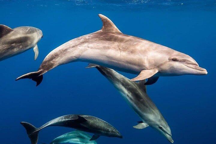 Private Dolphin Tour; Kuza Cave; Paje Beach; The Rock Restaurant; Jozani Forest