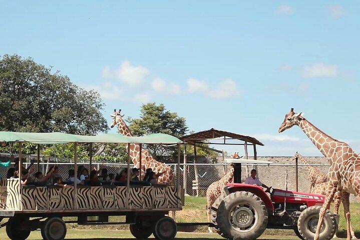 Day pass to Ponderosa Adventure Park