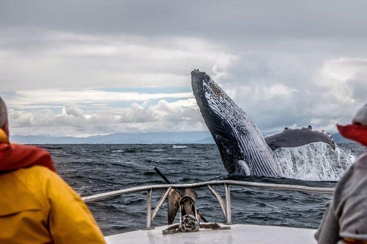 Whale watching in Mirissa from Colombo
