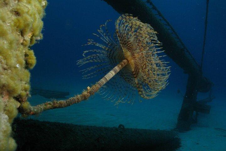 Adventure Dives for Certified Divers in Nea Makri, Athens