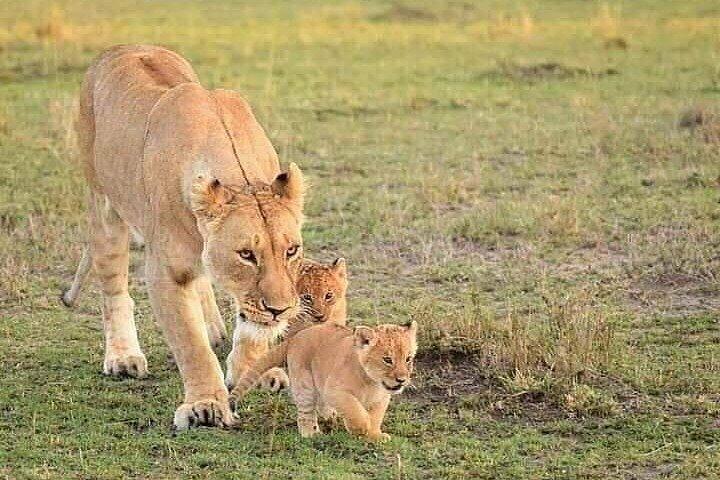 5 Days Wildlife Midrange Safari to Tarangire, Serengeti, Ngorongoro and Manyara