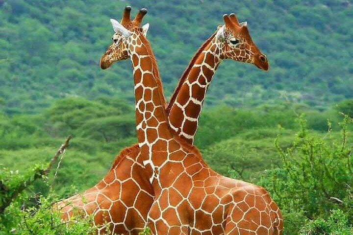 5 Days Wildlife Midrange Safari to Tarangire, Serengeti, Ngorongoro and Manyara