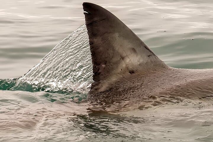 Shark Cage dive in Gansbaai see Bronze & Other, sometimes Great Whites