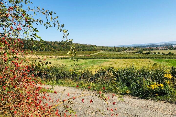 Kutná Hora UNESCO, Bone Church & Biodynamic Wine Private Tour