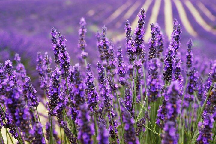 Provence Shared Half Day Lavender Tour from Aix en Provence