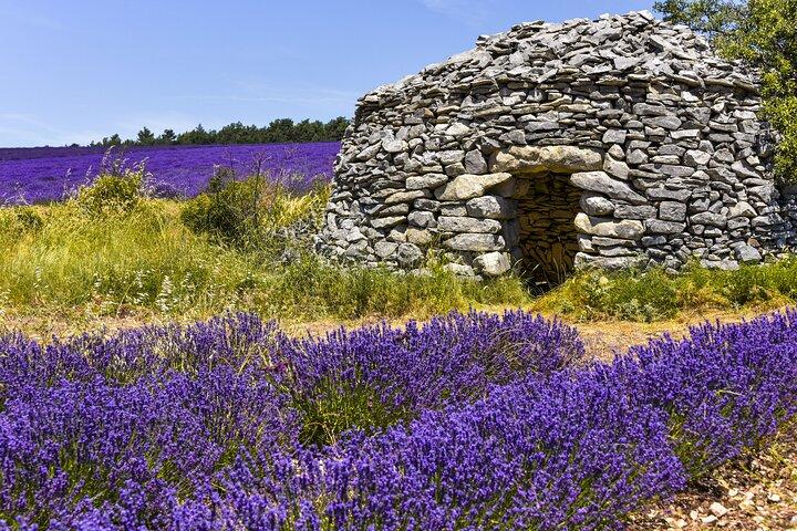 Provence Shared Half Day Lavender Tour from Aix en Provence