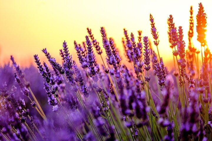 Provence Shared Half Day Lavender Tour from Aix en Provence