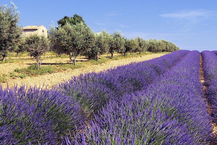 Provence Shared Half Day Lavender Tour from Aix en Provence