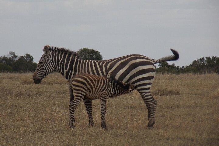 A day Tour to Olpejeta Conservancy