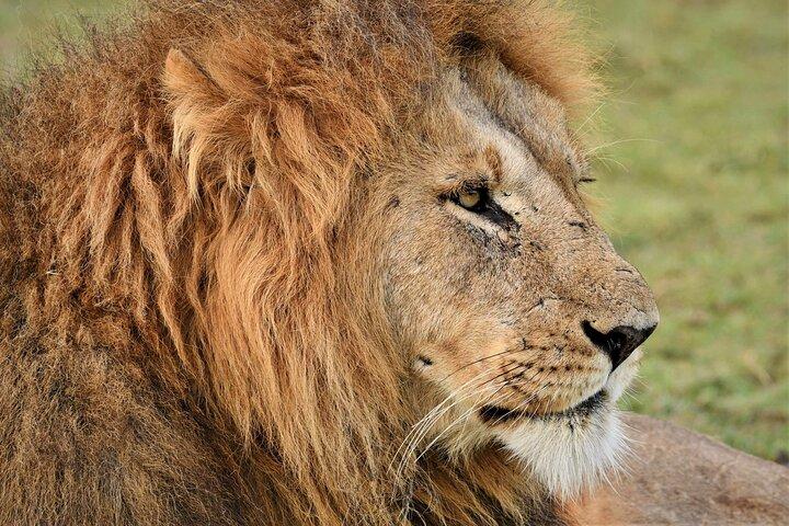 4-Day Private Camping to Tarangire, Serengeti & Ngorongoro