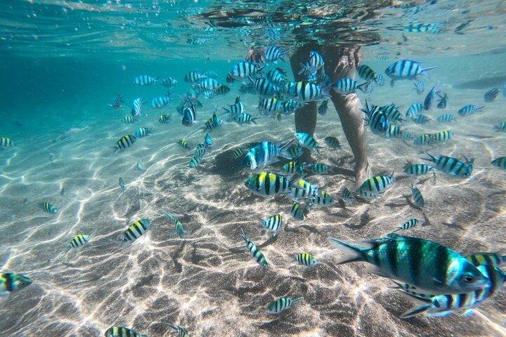 Koh Tao & Koh Nang Yuan Snorkeling Tour by Speed Boat from Samui