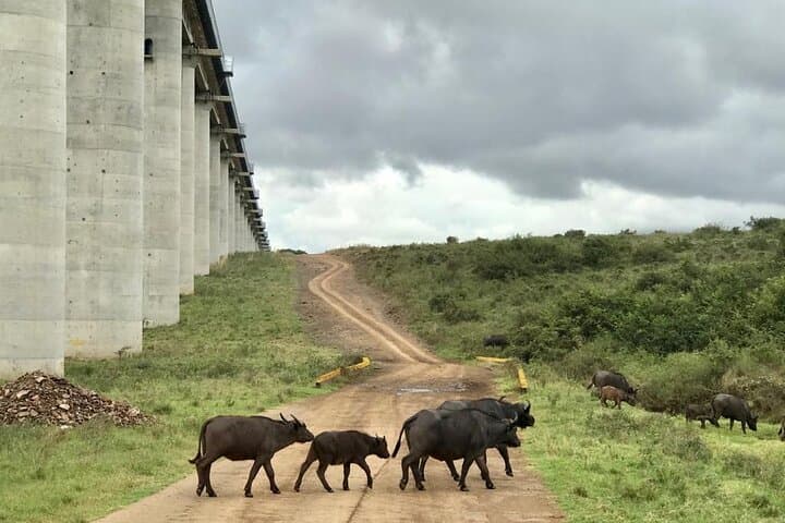 Nairobi National Park Tour
