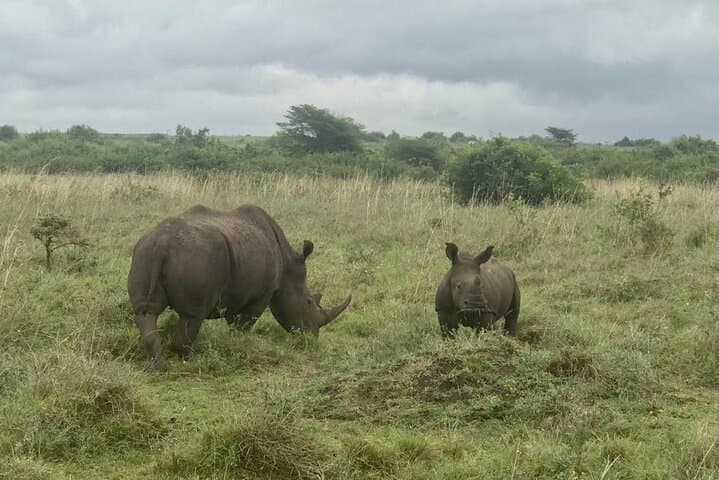 Nairobi National Park Tour