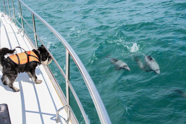 Akaroa Dolphins ~ Harbour Nature Cruise