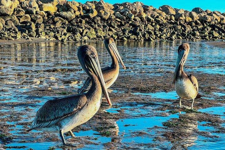 Wildlife Kayak Tour in Santa Barbara Harbor (2 Hours)