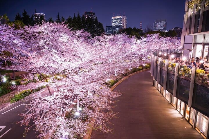 Cherry Blossom Tour in Tokyo by Private Vehicle