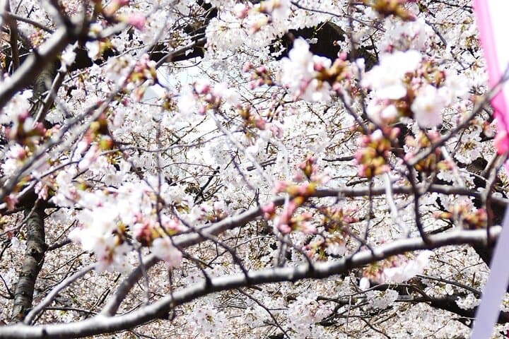 Cherry Blossom Tour in Tokyo by Private Vehicle