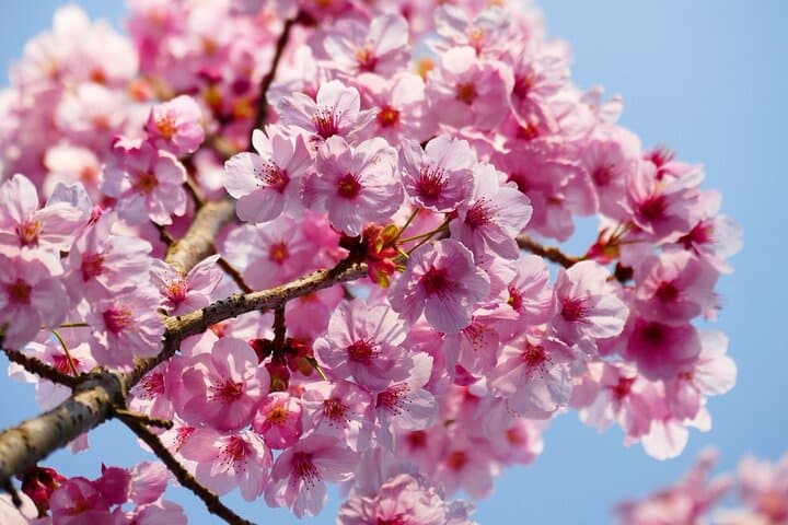 Cherry Blossom Tour in Tokyo by Private Vehicle