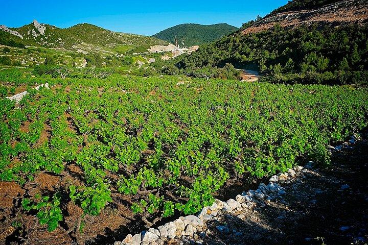 Half Day Tour - Deep and Dark Red Wine of Pelješac