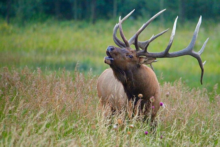 Half-Day Rocky Mountain National Park "Mountains to Sky Tour" - RMNPhotographer