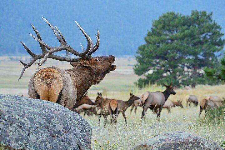 Half-Day Rocky Mountain National Park "Lake and Meadows Tour"