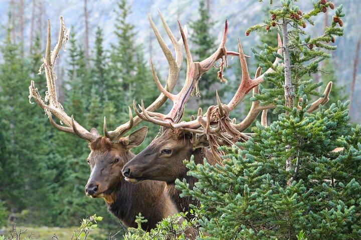 Full-Day Rocky Mountain National Park "Over The Top Tour" - RMNPhotographer
