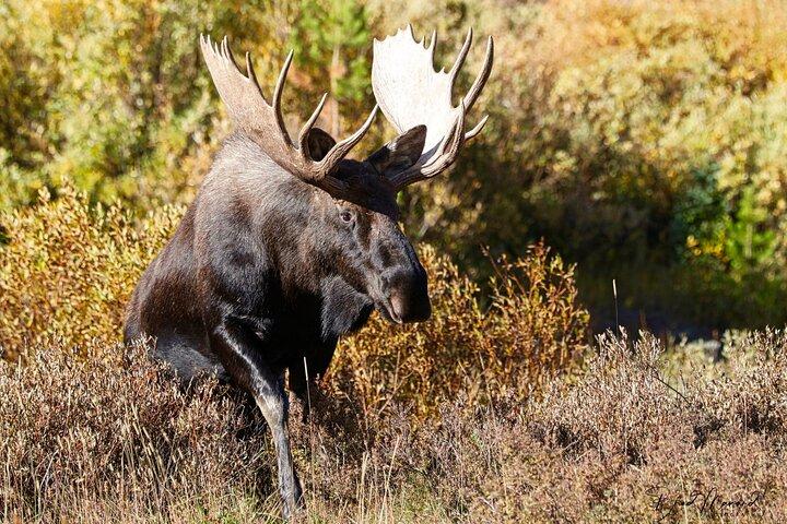 Full-Day Rocky Mountain National Park "Over The Top Tour" - RMNPhotographer
