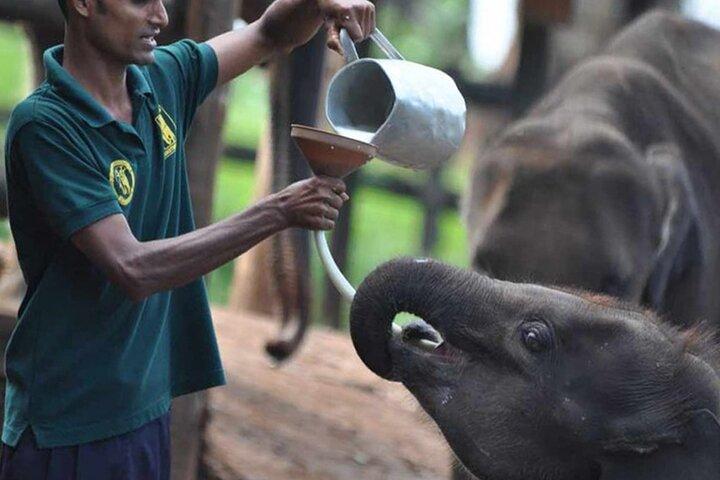 Ella Private Day Tour - Departing from Any Location in Sri Lanka