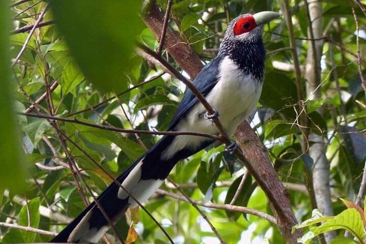 Sinharaja Rain Forest Bird Watching Guided Private Tour