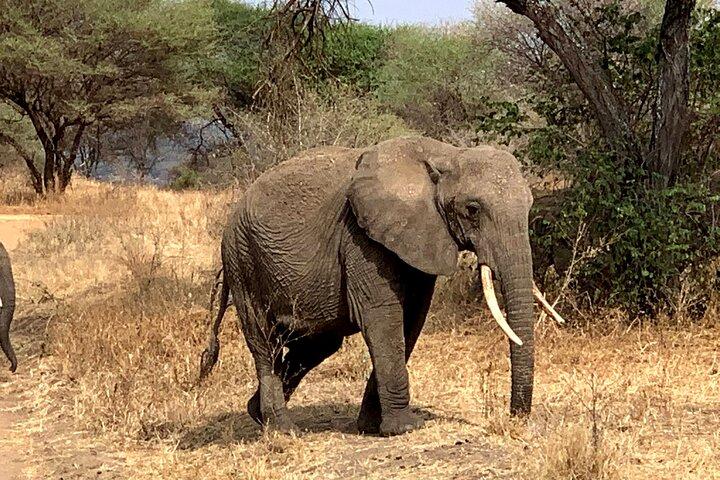 3-Day Adventure Camping Safari to Tarangire, Ngorongoro Crater, and Lake Manyara